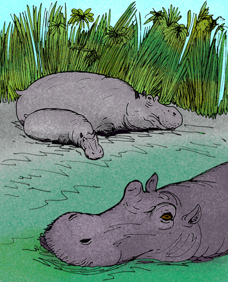 ملف:Hippopotamus gorgops e.jpg