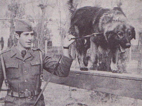 ملف:Sarplaninac training in Yugoslav Army.png