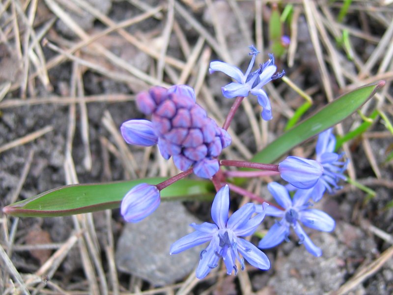 ملف:Scilla bifolia.jpeg