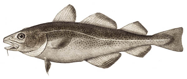 ملف:Atlantic cod.jpg