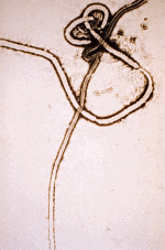ملف:Ebola virus ar 001.png