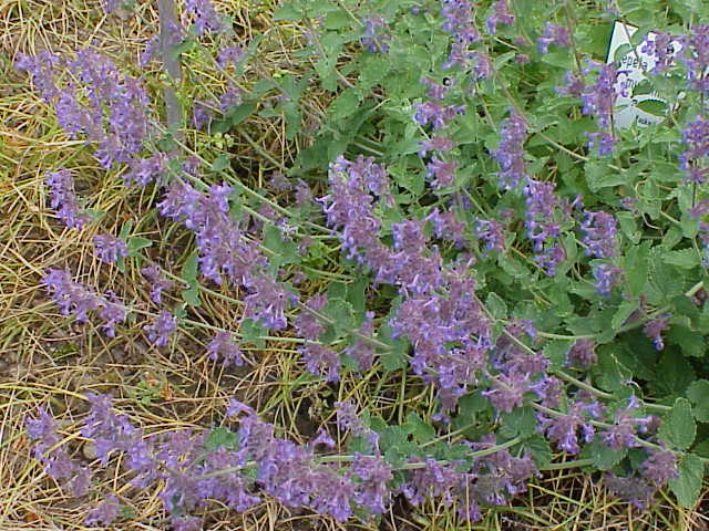 ملف:Nepeta mussinii4.jpg