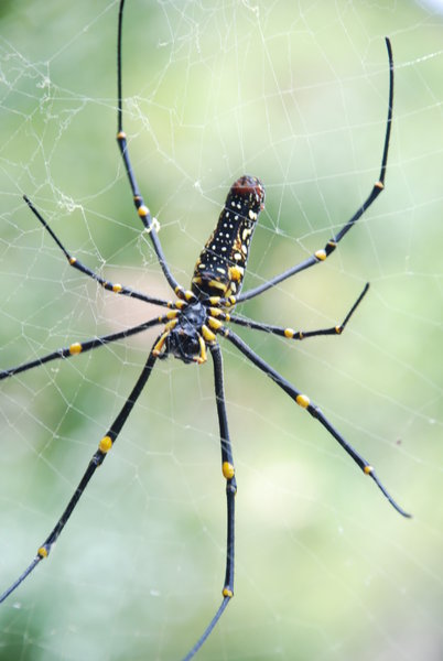 ملف:Nephila maculata Lamma Island.jpg