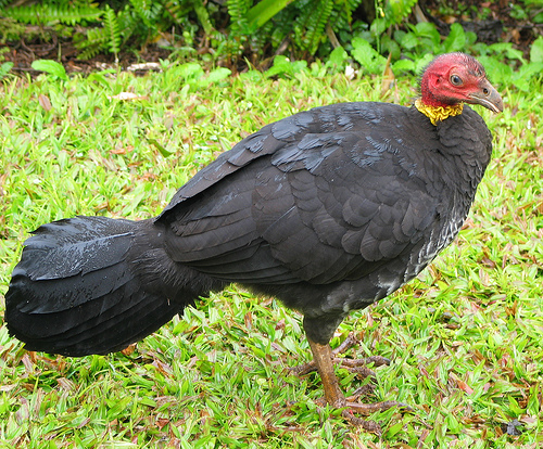 ملف:Australian Brush turkey2.jpeg