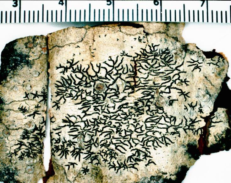 ملف:Graphis scripta-1.jpg