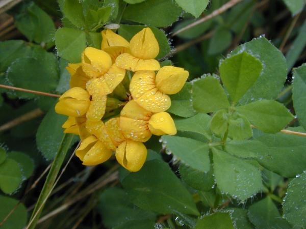 ملف:Lotus uliginosus.jpg
