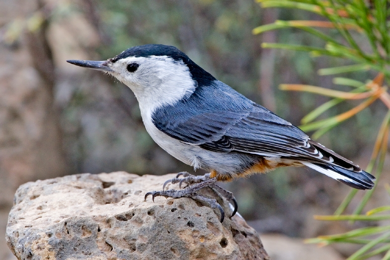 ملف:White-Breasted Nuthatch.jpg