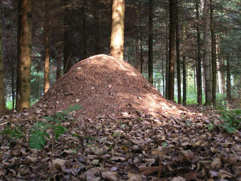 ملف:Xn ant hill.jpg