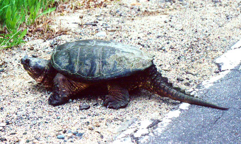 ملف:Common Snapping Turtle 1994.jpg