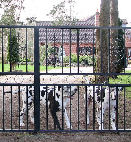 ملف:Guard dogs at work - geograph.org.uk - 1203596.jpg
