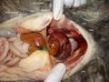 Peritoneopericardial diaphragmatic hernia in a cat.
