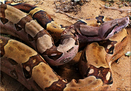 ملف:Boa constrictor (2).jpg