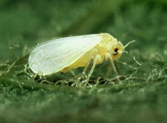 ملف:Silverleaf whitefly.jpg