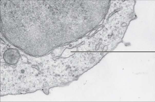 ملف:0313 Endoplasmic Reticulum c labeled.png