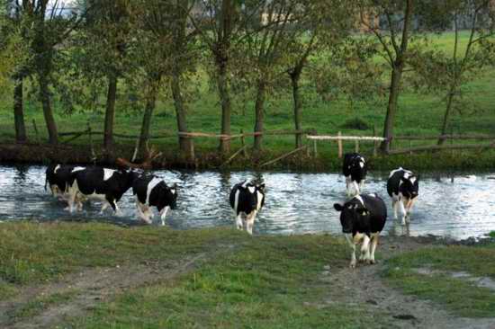 ملف:Brok river.jpg