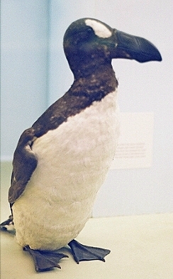 ملف:Greatauk-london.jpg