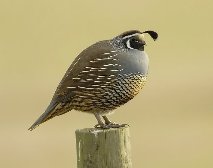 ملف:California quail.jpg