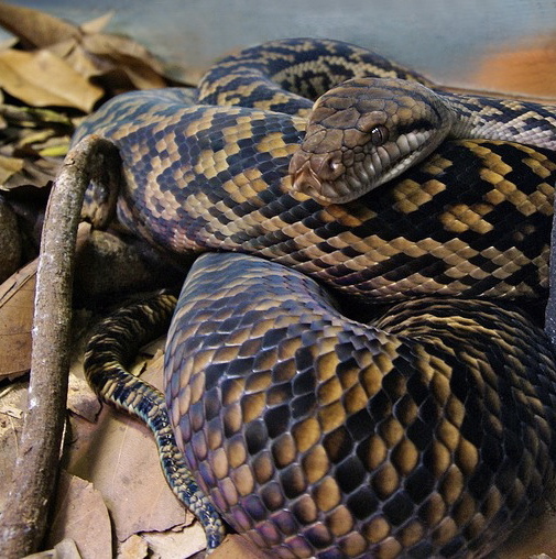 ملف:Australian Scrub Python (Morelia kinghorni) Australia Zoo.jpg