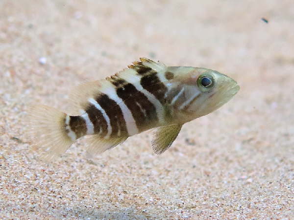 ملف:Epinephelus aeneus juvenile.png