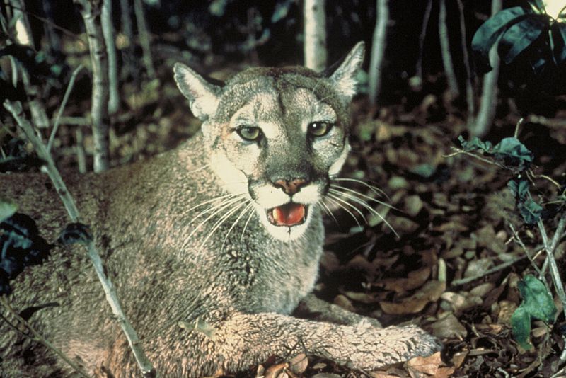 ملف:Florida Panther.jpg