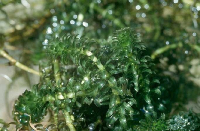 ملف:Hydrilla USGS.jpg