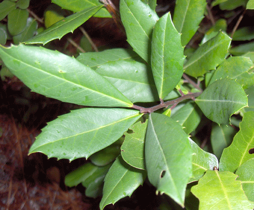 ملف:Sand Holly (2942343195).gif