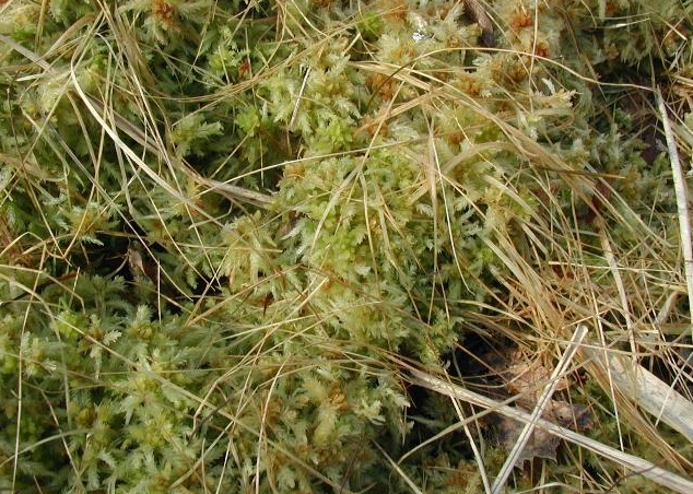 ملف:Sphagnum-cuspidatum.jpg