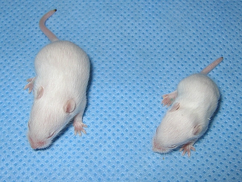 ملف:Mouse with spinal muscular atrophy.jpg