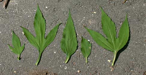 ملف:Leaf samples from the giant ragweed.jpg