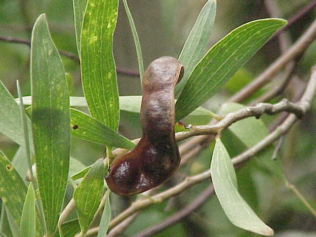 ملف:Acacia verticillata1.jpg