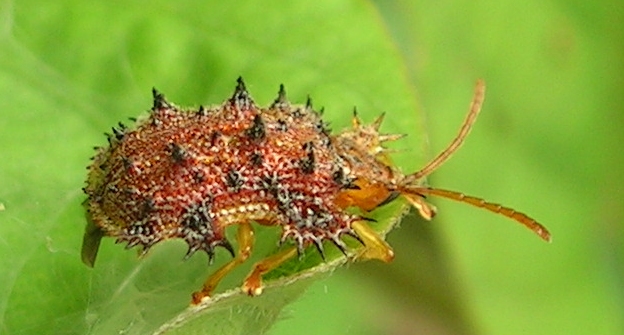 ملف:Hispid beetle.jpg