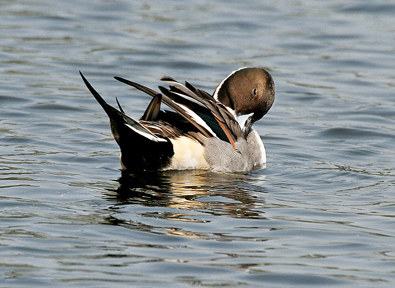 ملف:Northern Pintail (Male)- Preening I IMG 1119.jpg