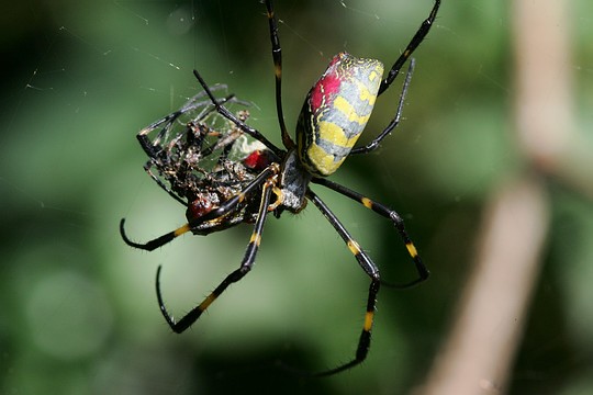 ملف:Cannibalization(silk spider).jpg