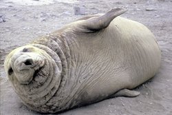 ملف:250px-Elephant seal.jpg