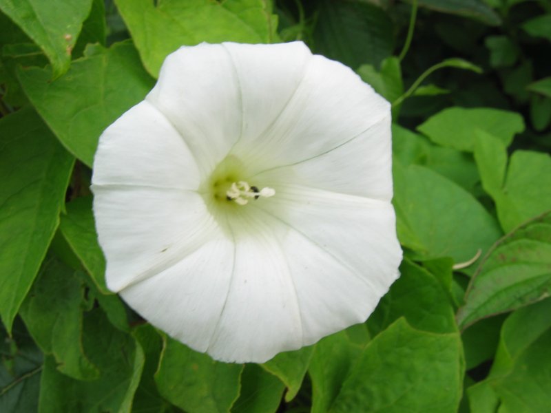 ملف:Calystegia sepium ssp sepium bluete.jpeg