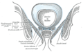 Coronal section of pelvis, showing arrangement of fasciae. Viewed from behind.