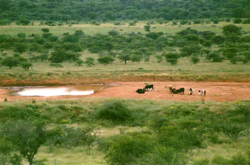 ملف:BotswanaSeroweWaterhole.jpg