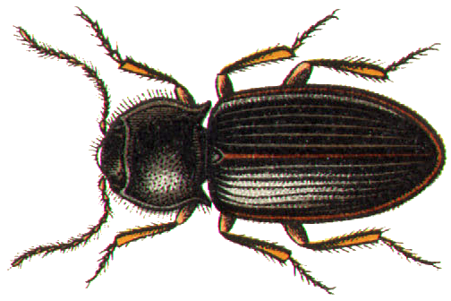 ملف:Dima elateroides.png