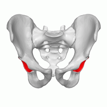 ملف:Acetabulum 03 animation.gif