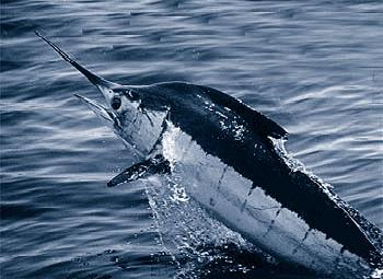 Atlantic blue marlin.jpg