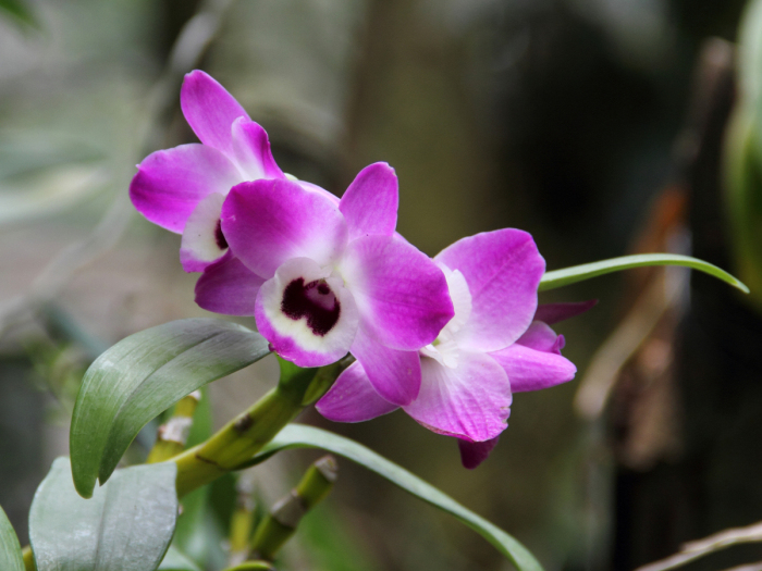 ملف:Dendrobium nobile - flower view 01.jpg