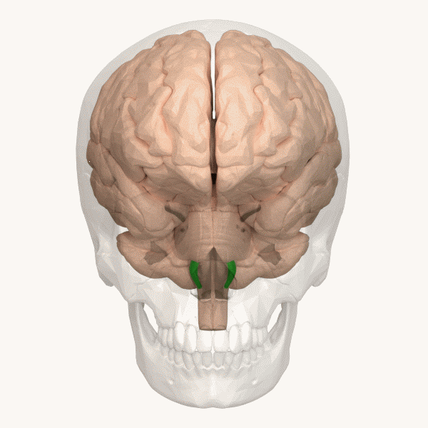 ملف:Olive (medulla oblongata) - animation.gif