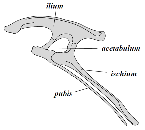 ملف:Ornithischia pelvis.png