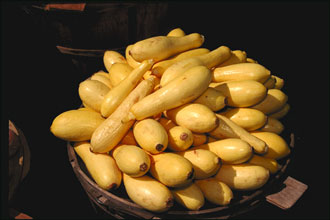 ملف:YellowSquash.jpg