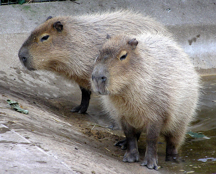 ملف:Bristol.zoo.capybara.arp.jpg