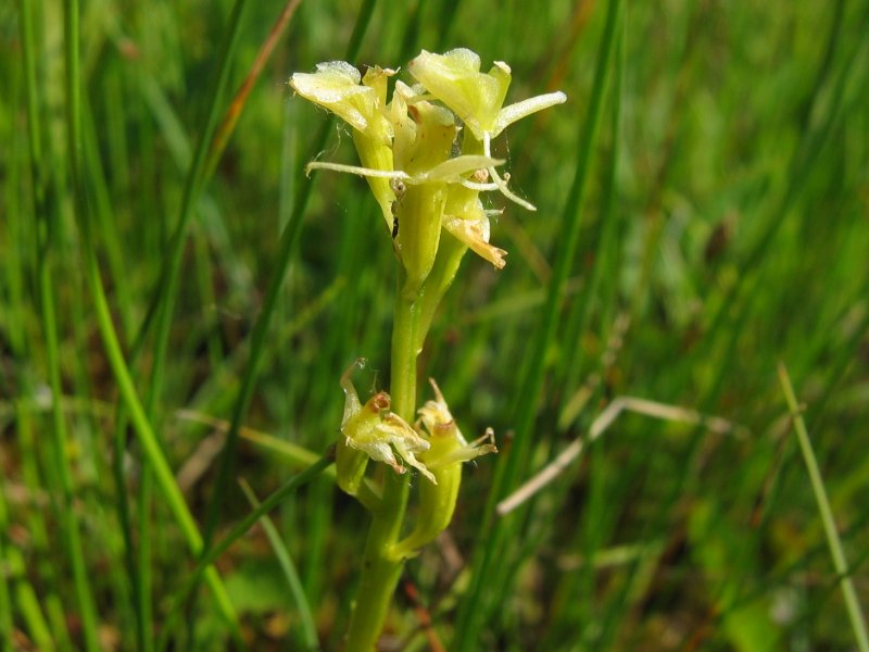 ملف:Liparis loeselii detail.jpeg