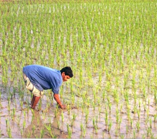 ملف:Rice Field.jpg
