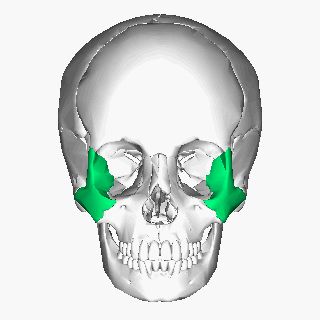 ملف:Zygomatic bone lateral animation.gif