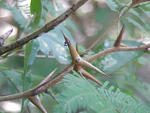 ملف:Acacia collinsii3.jpg