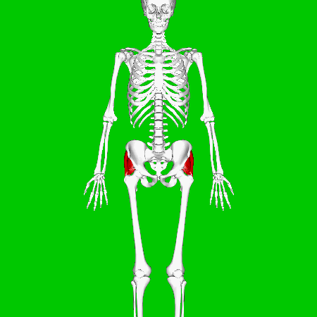 ملف:Gluteus medius muscle - animation01.gif